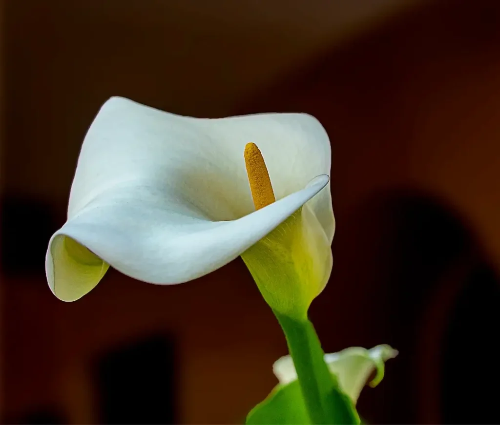 Masculine Flowers in 2024: 6 Best Types for Every Occasion 2 calla lily as a masculine flowers